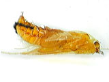 caddisfly pupa