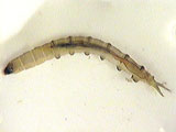 cranefly larva