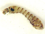 black fly larva
