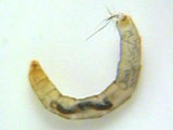 cranefly larva
