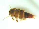 roach-like stonefly