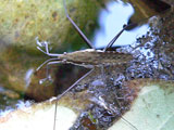 water strider