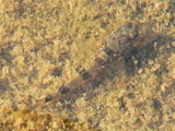 sculpin