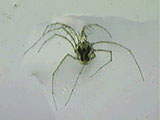 aqua_arachnid.jpg