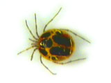 water mite