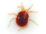 water mite