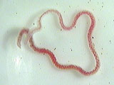 earthworm